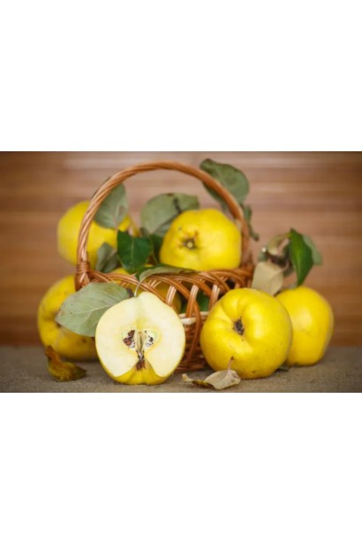 Айва Анжерська - кремова мякоть